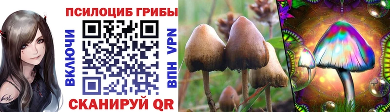 где купить наркоту  Среднеуральск  Псилоцибиновые грибы Cubensis 